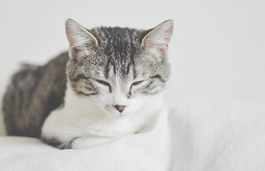 Comment bien hydrater et rafraîchir son chat durant l'été ? Comment bien hydrater et rafraîchir son chat durant l'été ?